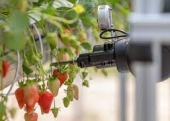 Robot BERRY zbiera truskawki poprzez przycięcie szypułki