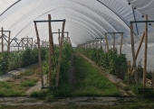 Plantacja malin - gospodarstwo ekologiczne- gospodarstwo w Brzostówce