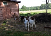 kozy w gospodarstwie Zagroda pod dębami – kozie specjały