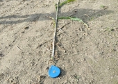 7.FREYA - odmiana kiszonkowa, wysokość roślin 4 metry