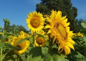 W ostatnim sezonie wegetacyjnym  Kwitnienie słonecznika na polu DW w Pożogu II rozpoczeło się w drugiej połowie lipca.