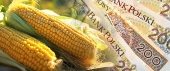 dopłaty do kukurydzy